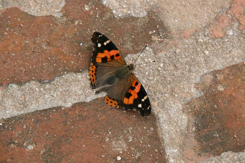 India & Nepal 2011 - 0272